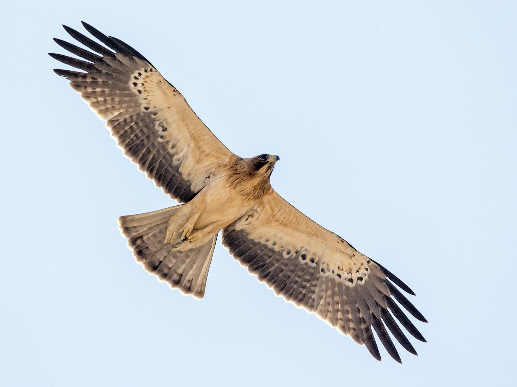 Booted Eagle